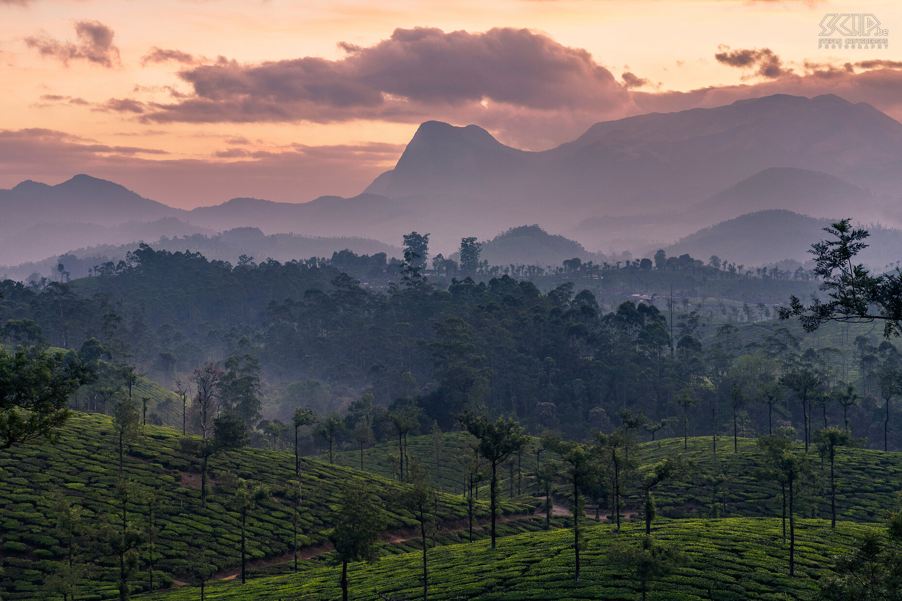 Valparai - Zonsopgang theevelden Zonsopgang tussen de gloeiende theevelden in Valparai, één van de mooiste 'hill stations'. Het bevindt zich op 1100m hoogte in de Anaimalai heuvels van het West Ghats gebergte in de deelstaat Tamil Nadu in het zuiden van India. Stefan Cruysberghs